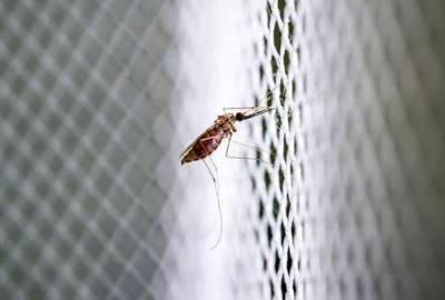 El oropuche es transmitido por un insecto tropical llamado jej&eacute;n. 