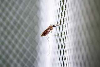 OMS alerta por presencia del virus oropouche en Ecuador