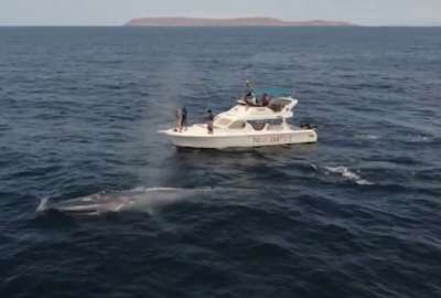 Una ballena azul fue vista cerca de las playas de Manab&iacute;