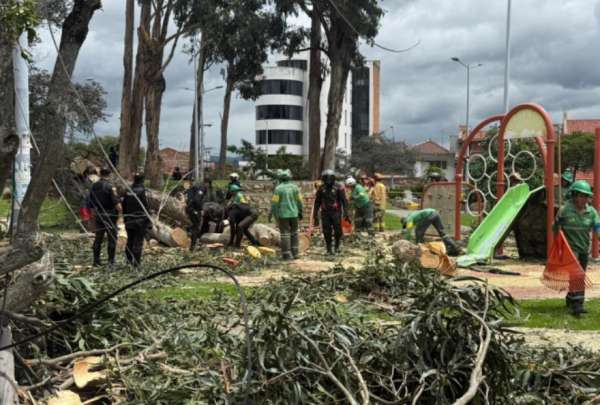 Dos ni&ntilde;os murieron aplastados tras la ca&iacute;da de un &aacute;rbol en Cuenca. Las autoridades responden.&nbsp;