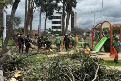 Dos ni&ntilde;os murieron aplastados tras la ca&iacute;da de un &aacute;rbol en Cuenca. Las autoridades responden.&nbsp;
