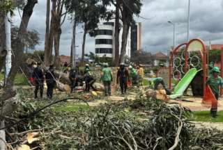 &iquest;Qui&eacute;nes fueron las v&iacute;ctimas de la ca&iacute;da de un &aacute;rbol en Cuenca?