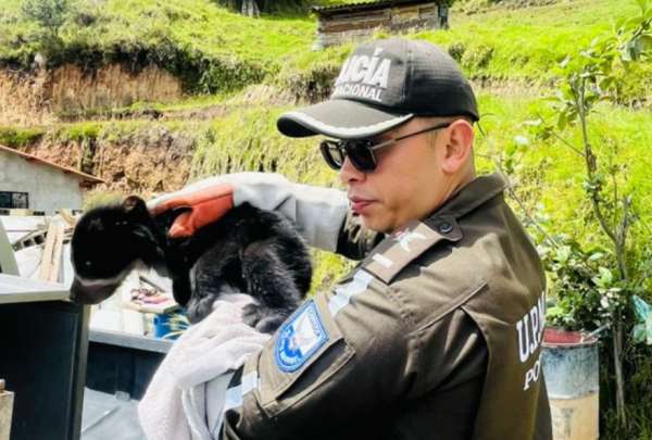 Polic&iacute;a rescat&oacute; a una cr&iacute;a de oso de anteojos en Imbabura.