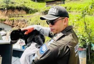 En Imbabura se rescat&oacute; a una cr&iacute;a de oso de anteojos