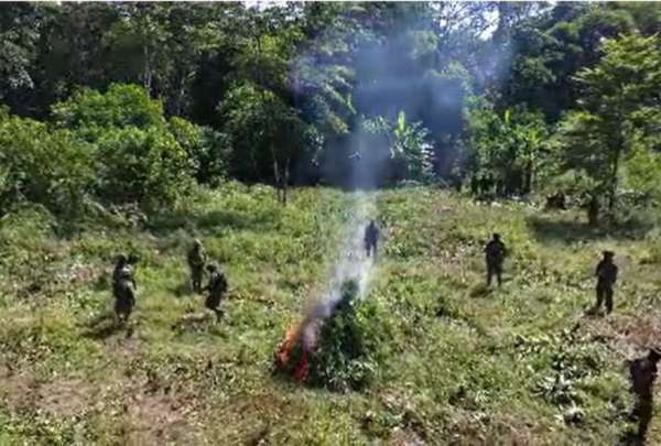 10.000 plantas que ser&iacute;an presuntamente usadas para la producci&oacute;n de coca&iacute;na fueron destruidas por el Ej&eacute;rcito.