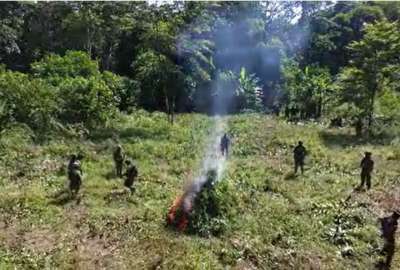 10.000 plantas que ser&iacute;an presuntamente usadas para la producci&oacute;n de coca&iacute;na fueron destruidas por el Ej&eacute;rcito.
