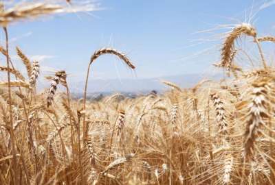 Variedad de trigo de alta calidad se cosecha en Pujil&iacute;
