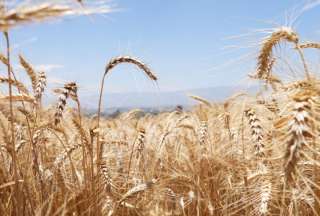 Variedad de trigo de alta calidad se cosecha en Pujil&iacute;