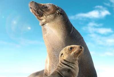 Disney+ estrenar&aacute; la Sea Lions of the Gal&aacute;pagos para conmemorar el mes de la tierra.&nbsp;