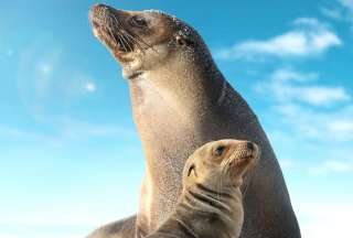 Las Gal&aacute;pagos en Disney+: Hermoso tr&aacute;iler de Sea Lions of the Gal&aacute;pagos