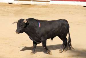 Jueza suspende las corridas de toros en la Plaza M&eacute;xico