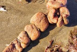 Extra&ntilde;os seres captados en las playas de Argentina