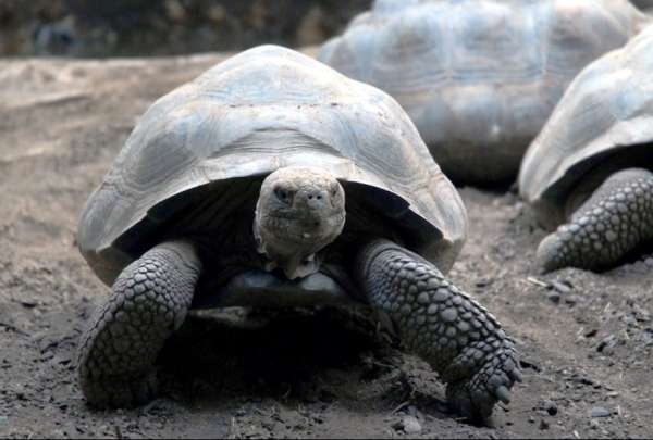 Seg&uacute;n el Parque Gal&aacute;pagos, una especie de tortugas de las islas pueden tener conductas carro&ntilde;eras