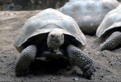 Seg&uacute;n el Parque Gal&aacute;pagos, una especie de tortugas de las islas pueden tener conductas carro&ntilde;eras
