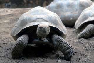 Seg&uacute;n el Parque Gal&aacute;pagos, una especie de tortugas de las islas pueden tener conductas carro&ntilde;eras
