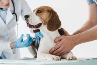 Vacuna contra covid-19 fue probada con &eacute;xito en animales