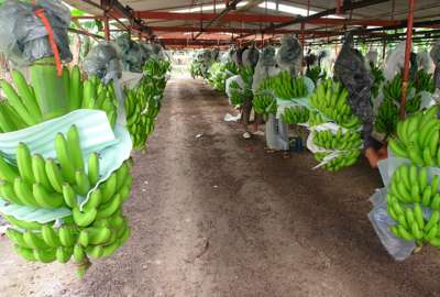 El Gobierno Nacional aplaudi&oacute; el acuerdo alcanzado entre los bananeros del pa&iacute;s. 