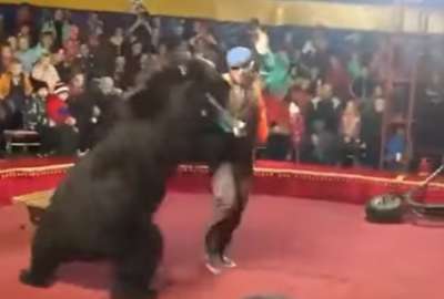 Un oso atac&oacute; fuertemente a su domador. 
