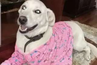Colombia: muere perrita que fue atacada por exsargento