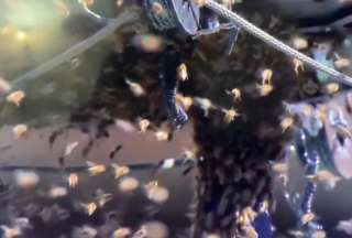 Suspenden un partido de tenis por una invasi&oacute;n de abejas