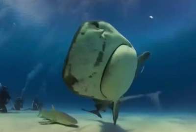 En Bahamas, un tibur&oacute;n se trag&oacute; una c&aacute;mara accidentalmente. Esto pas&oacute;.
