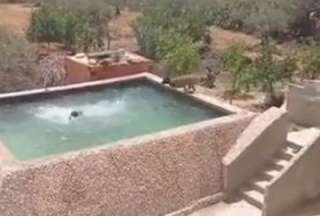 Perro se lanza a una piscina para rescatar a su humano