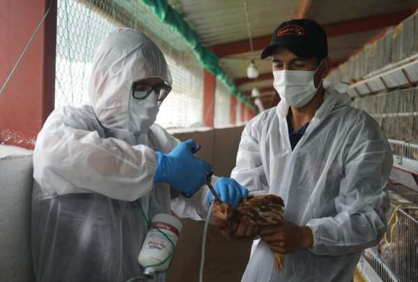 50 granjas se encuentran cumpliendo los requisitos establecidos por Agrocalidad para iniciar el proceso de vacunaci&oacute;n contra la influenza aviar..