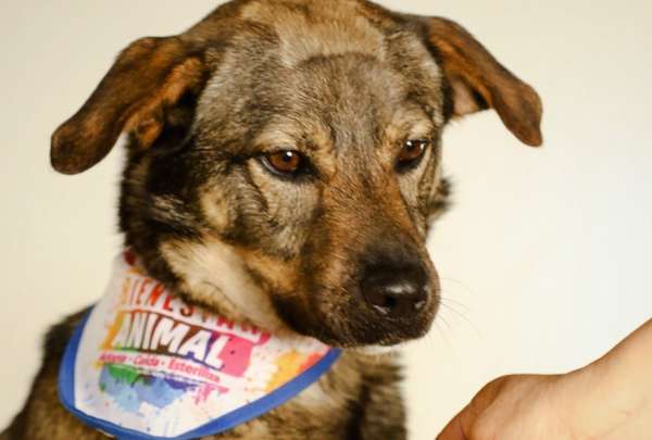 Hay varias mascotas a la espera de encontrar un hogar responsable en Quito. Las adopciones est&aacute;n a cargo de la Unidad de Bienestar Animal (UBA). 