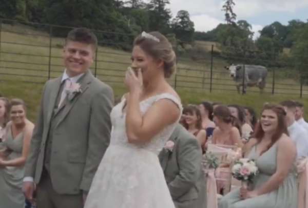 Una vaca se rob&oacute; el protagonismo de los novios durante una boda, al parecer ten&iacute;a algo que decir.