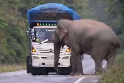 Un video curioso sobre un elefante que detiene camiones trascendi&oacute; en Twitter. 