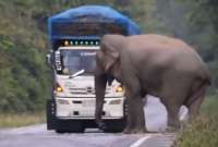Un video curioso sobre un elefante que detiene camiones trascendió en Twitter.