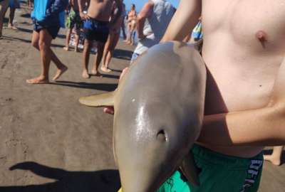 Un delf&iacute;n muri&oacute; en la playa de Mar de Tuy&uacute;