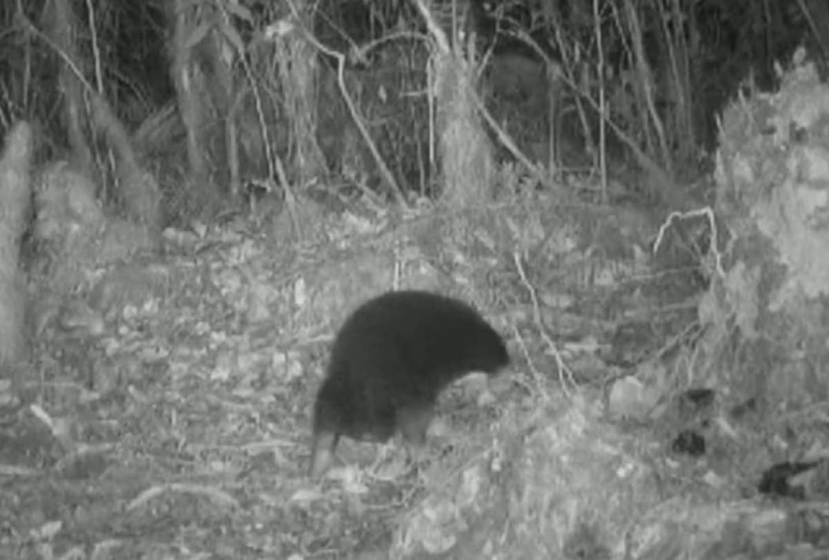 Investigadores realizaron una expedición para encontrar al zagloso de Sir David, en Indonesia.