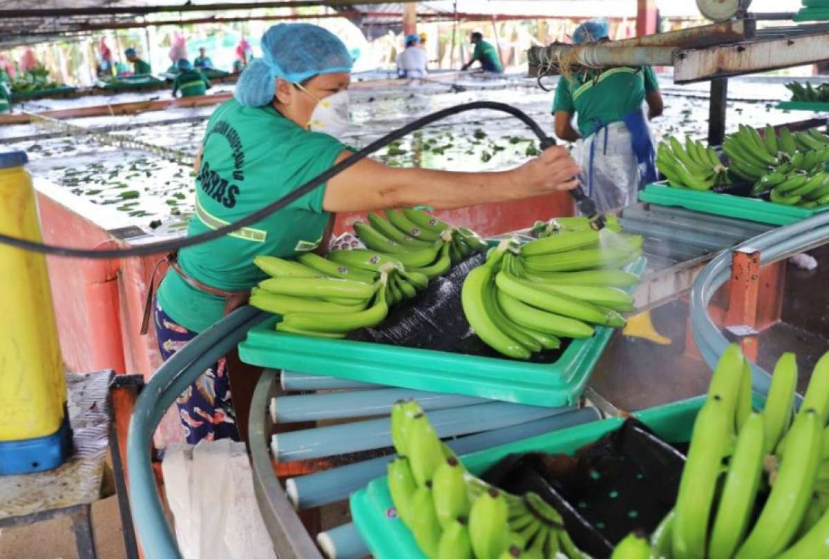 El banano es el quinto producto con mayores cifras de exportaci&oacute;n a China.