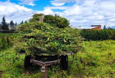 En Tabacundo hay haciendas que se dedican a la producci&oacute;n de cannabis no psicoactivo.