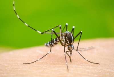 El MSP dio a conocer las acciones que se ejecutar&aacute;n para frenar el brote de dengue  en Ecuador.