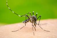 El MSP dio a conocer las acciones que se ejecutarán para frenar el brote de dengue en Ecuador.