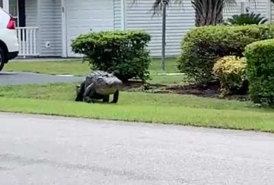 Un caimán gigante apareció en el estado de La Florida. Usuarios de redes reaccionan. 