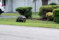 Un caimán gigante apareció en el estado de La Florida. Usuarios de redes reaccionan. 