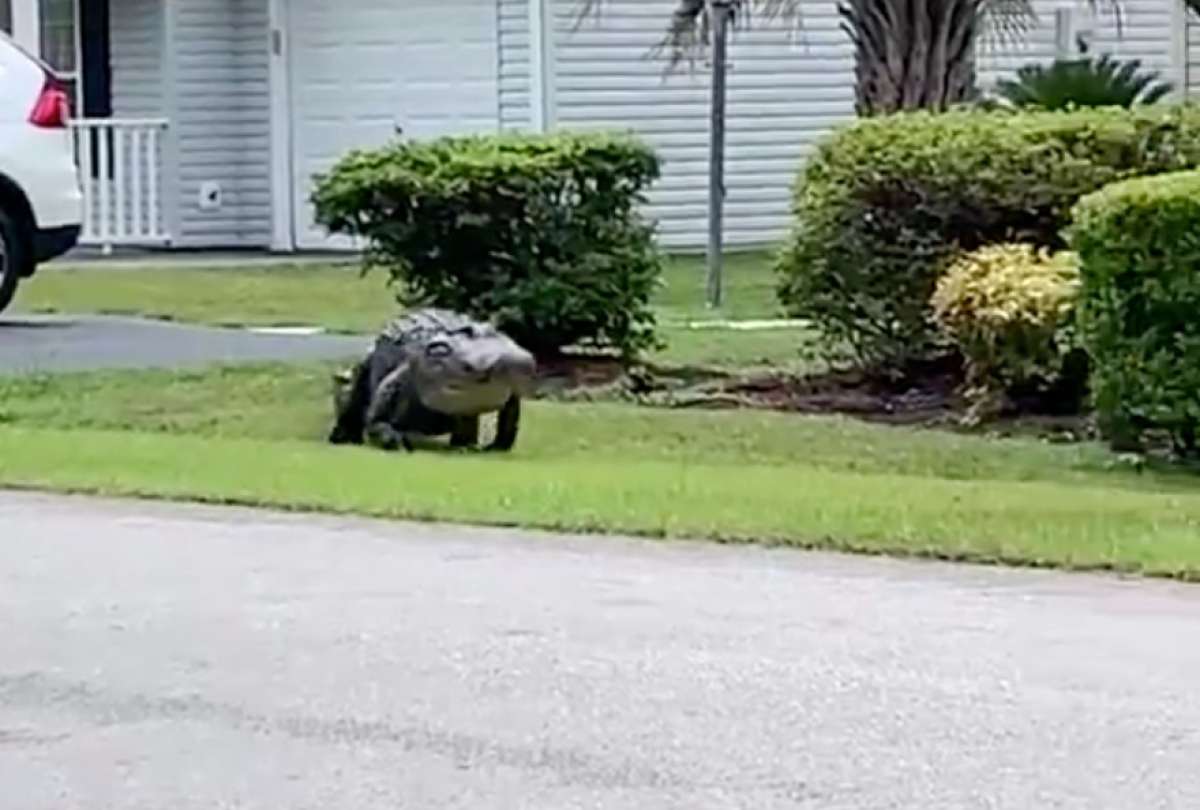 Un caim&aacute;n gigante apareci&oacute; en el estado de La Florida. Usuarios de redes reaccionan.&nbsp;
