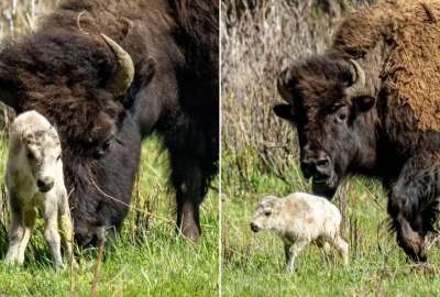 Un rar&iacute;simo ejemplar de bisonte blanco fue avistado en el Parque Nacional de Yellowstone en Montana