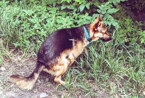 El no recoger excremento del perro es considerado una infracción leve.