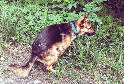 El no recoger excremento del perro es considerado una infracci&oacute;n leve.