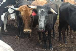 Bienestar Animal verific&oacute; maltrato a bovinos y equinos en un 'espect&aacute;culo' en Pifo