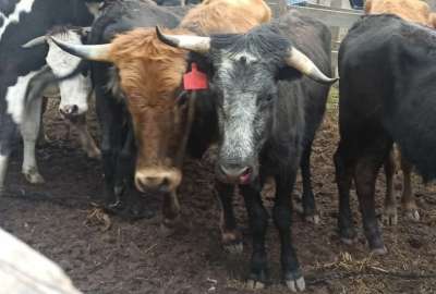 Bienestar Animal verific&oacute; maltrato a bovinos y equinos en un 'espect&aacute;culo' en Pifo