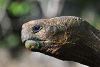 Las tortugas gigantes habrían sido trasladadas a Perú para ser comercializadas ilegalmente.