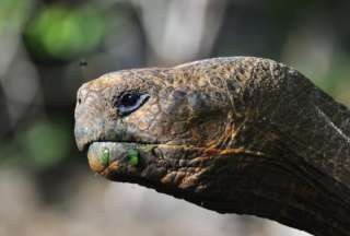 Fiscal&iacute;a logra condena por tr&aacute;fico de especies en las islas Gal&aacute;pagos