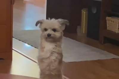 Un inspirador perrito aprendi&oacute; a usar sus patitas traseras para movilizarse. 