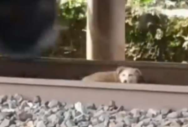 Un perrito se salv&oacute; de ser embestido por un tren en Espa&ntilde;a.