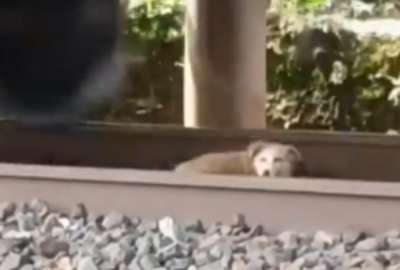 Un perrito se salv&oacute; de ser embestido por un tren en Espa&ntilde;a.